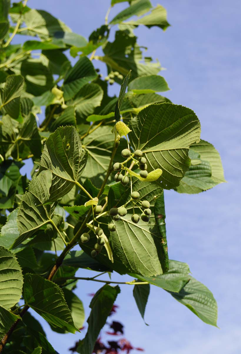 Tilia americana 'Nova' Tuinplanten