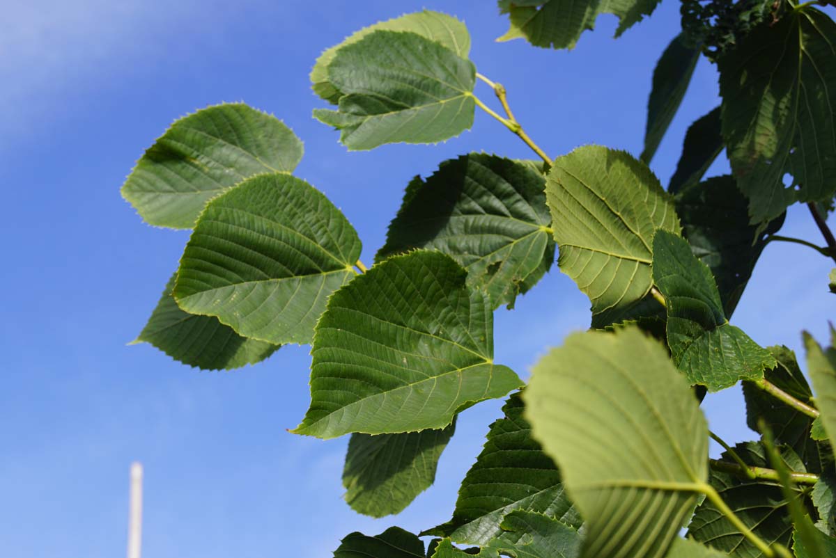Tilia americana 'Redmond' op stam