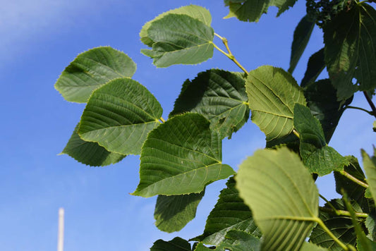 Tilia americana 'Redmond' op stam