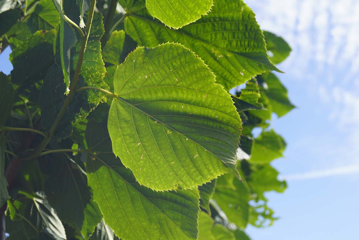 Tilia americana 'Redmond' op stam