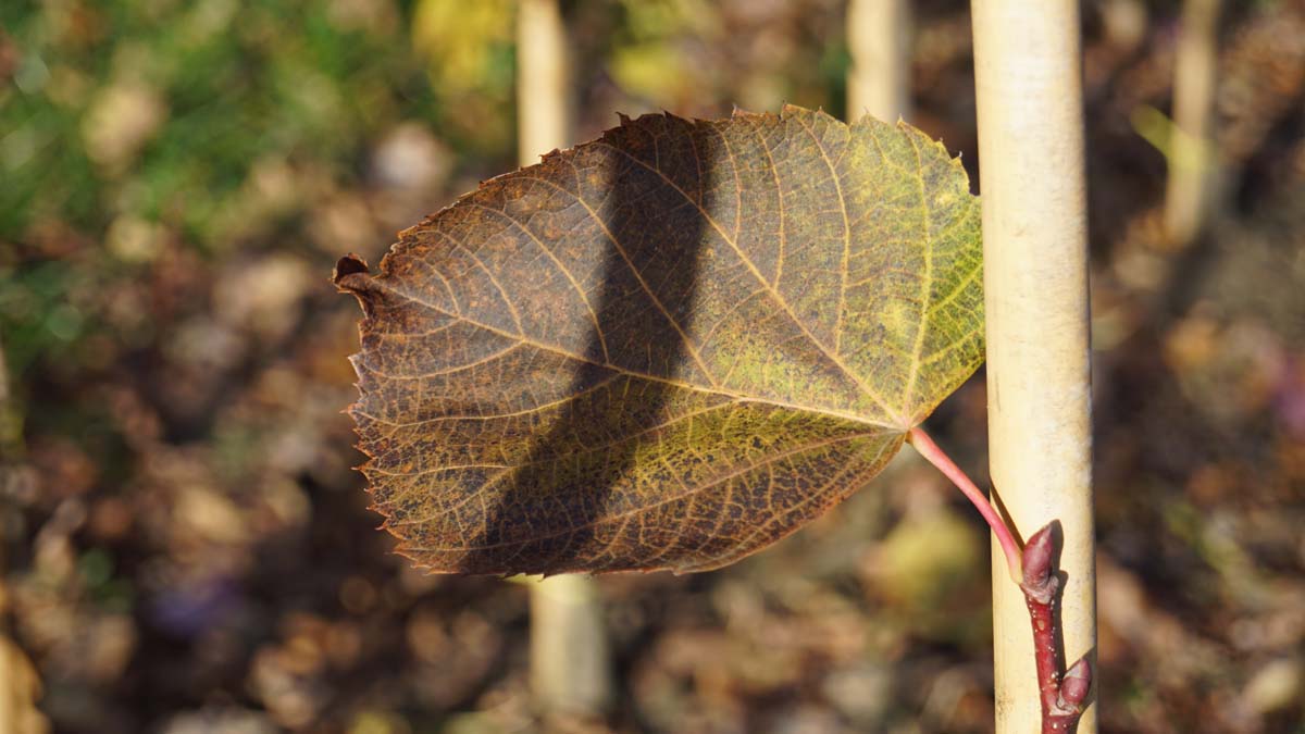 Tilia americana 'Redmond' op stam