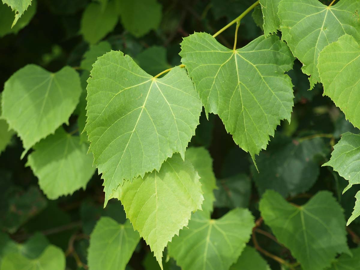 Tilia amurensis meerstammig / struik