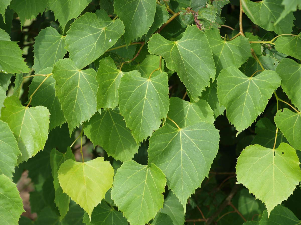 Tilia amurensis meerstammig / struik