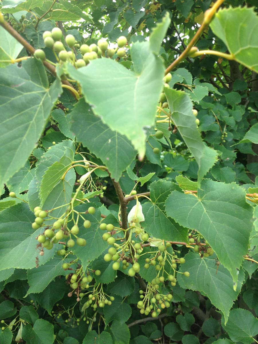 Tilia amurensis meerstammig / struik