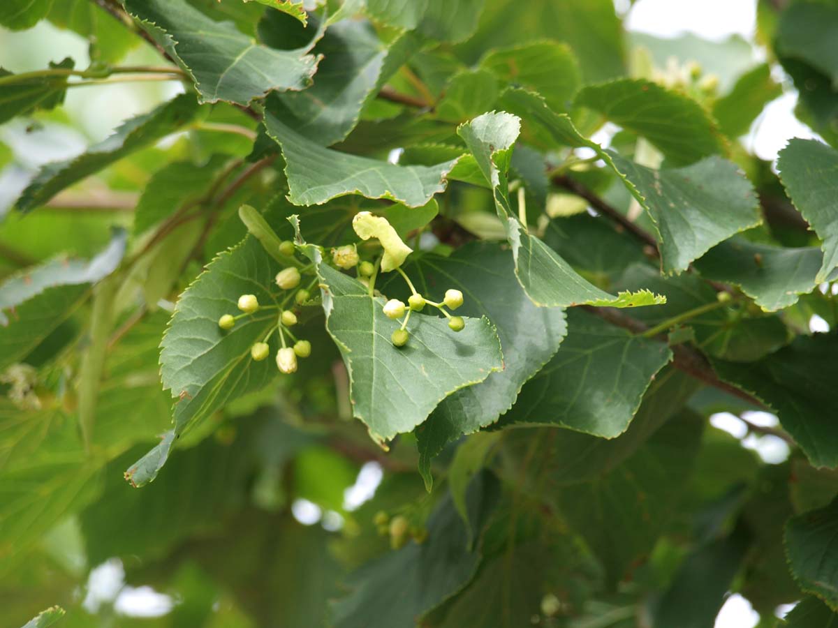 Tilia cordata 'Greenspire' dakboom bloem