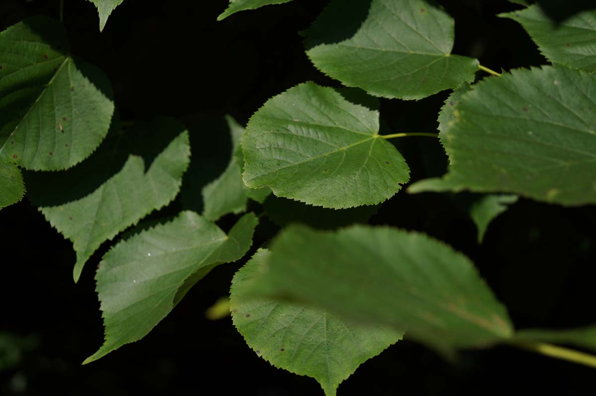 Tilia cordata 'Greenspire' meerstammig / struik blad