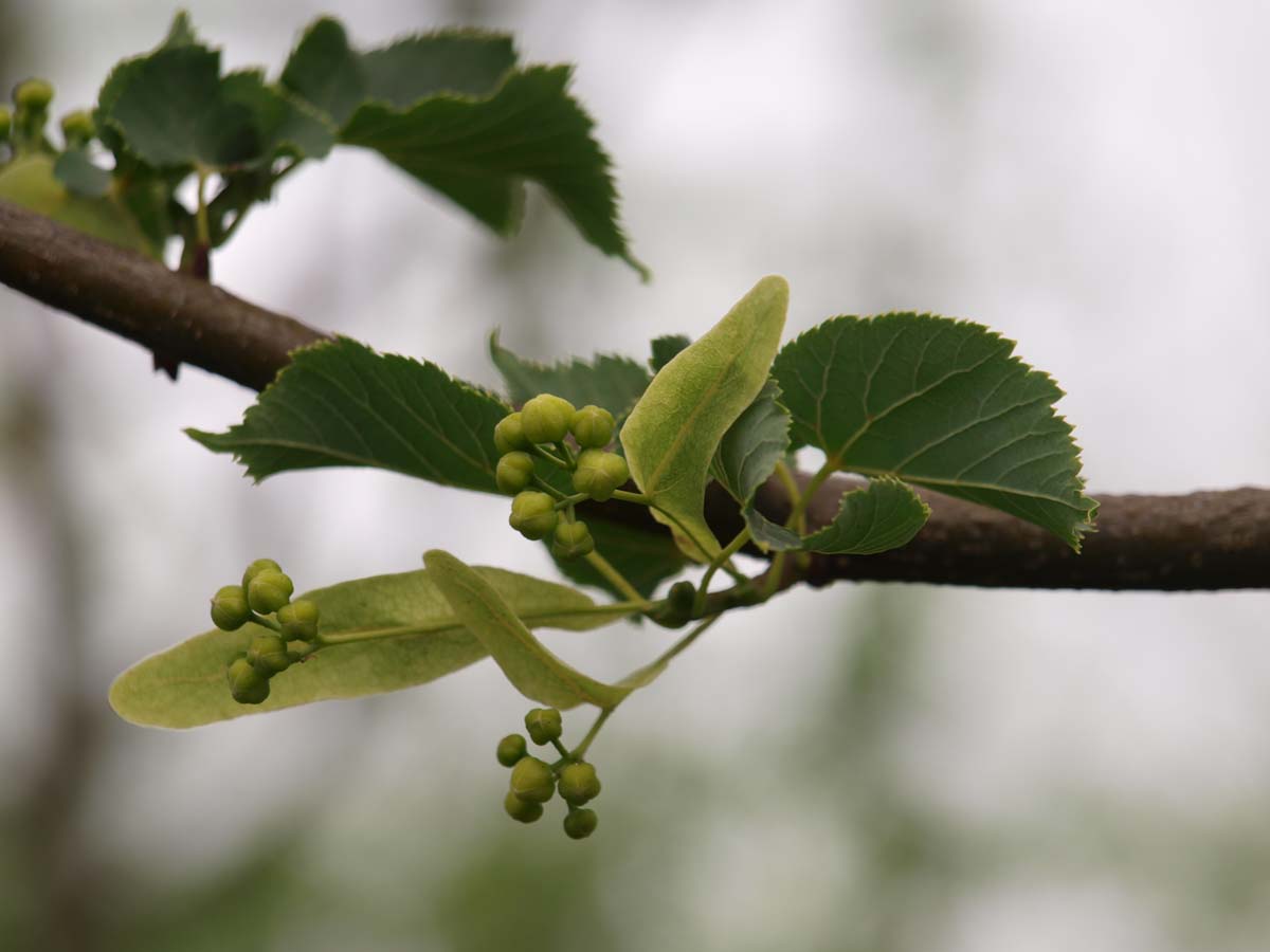 Tilia cordata 'Rancho' haagplant bloem