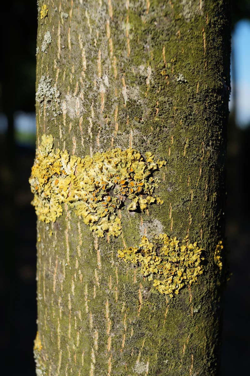 Tilia cordata 'Rancho' meerstammig / struik bast