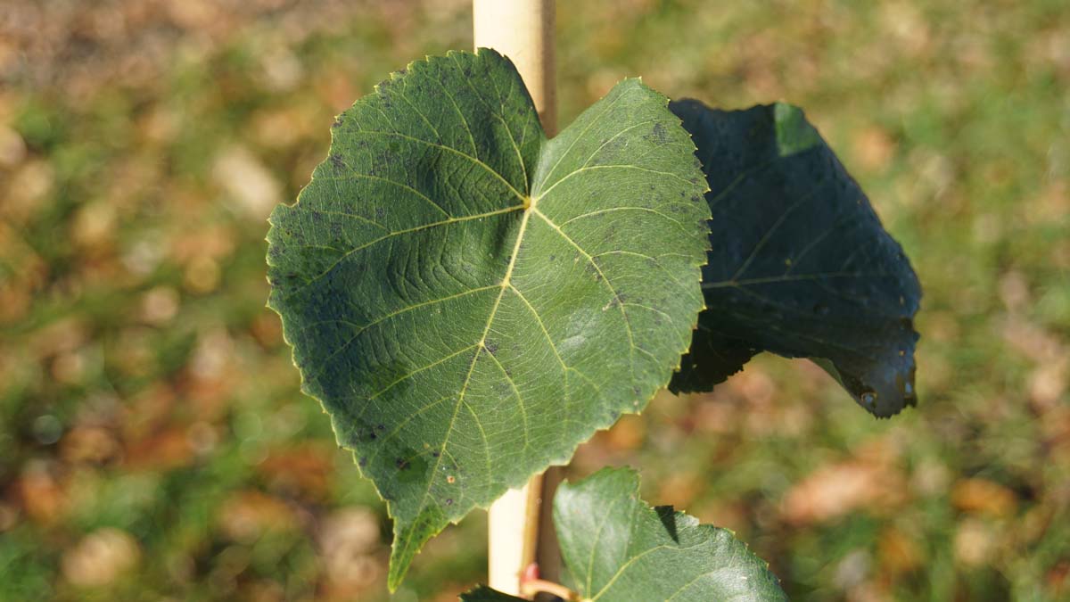 Tilia cordata 'Rancho' haagplant blad