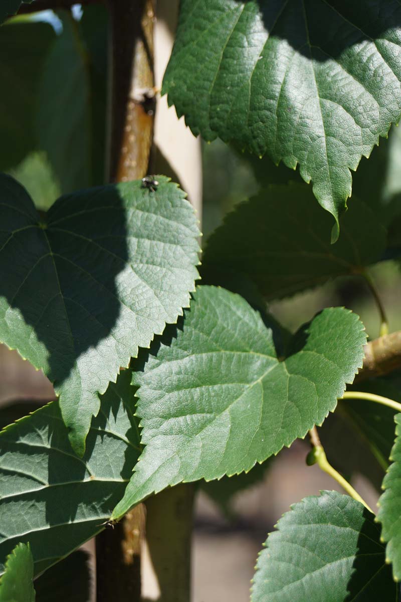 Tilia cordata 'Rancho' op stam blad