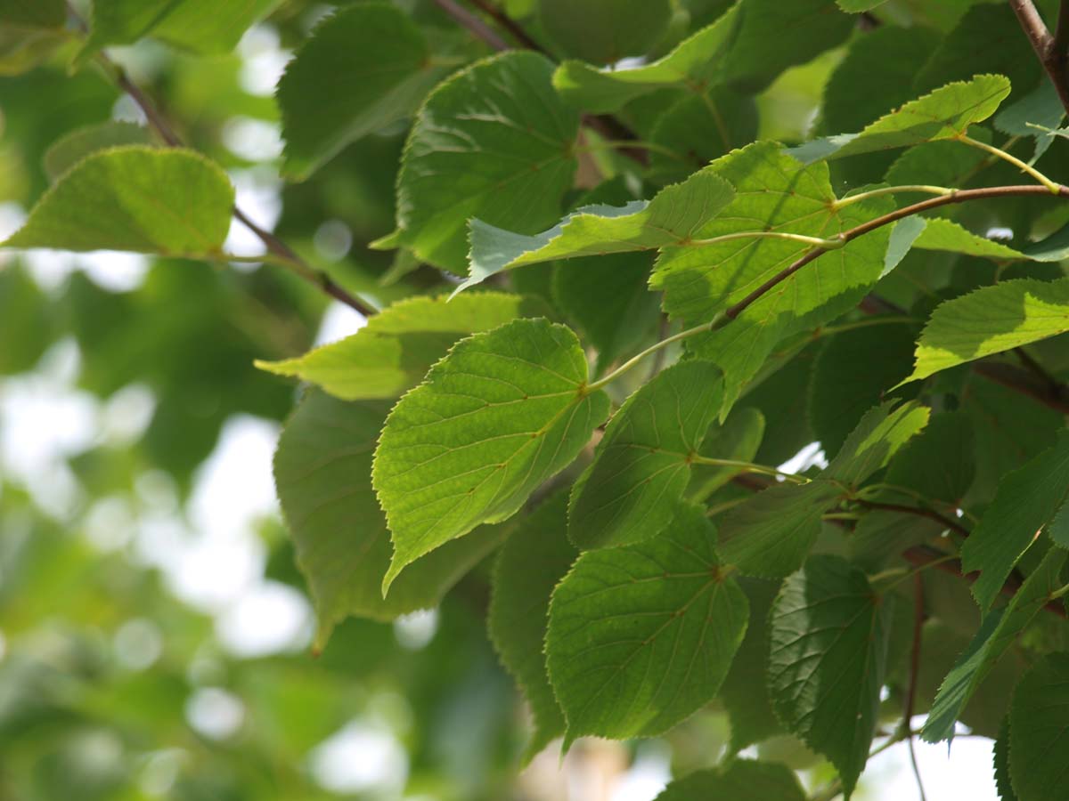 Tilia cordata 'Roelvo' leiboom blad