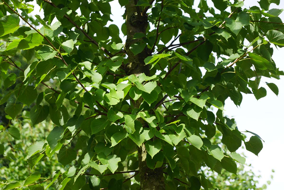 Tilia cordata 'Roelvo' op stam stam