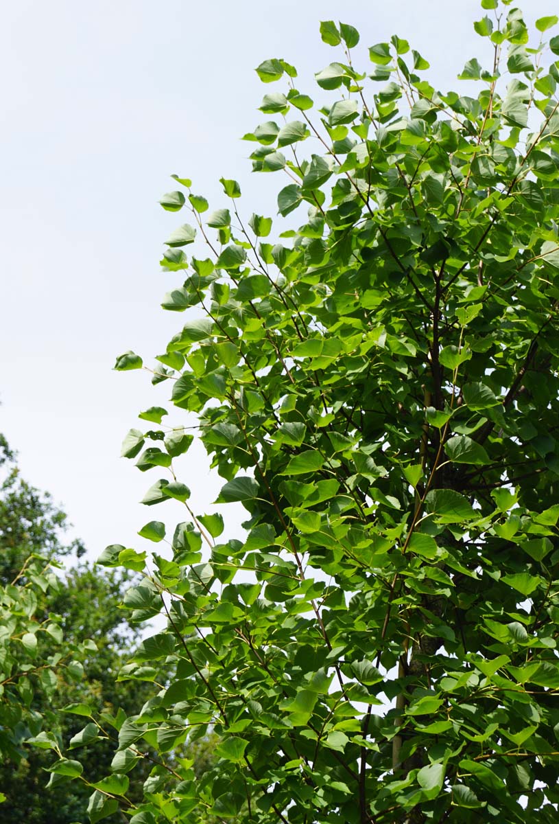 Tilia cordata 'Roelvo' op stam twijg