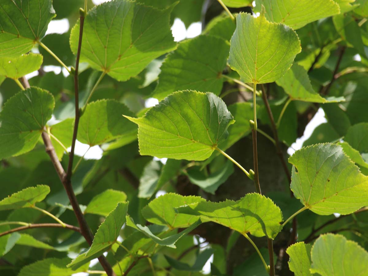 Tilia cordata 'Roelvo' leiboom blad
