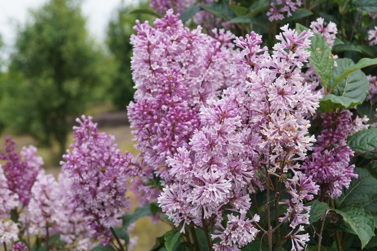Syringa (V) 'Minuet' meerstammig / struik