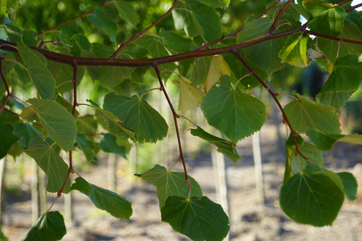 Tilia cordata 'Winter Orange' op stam
