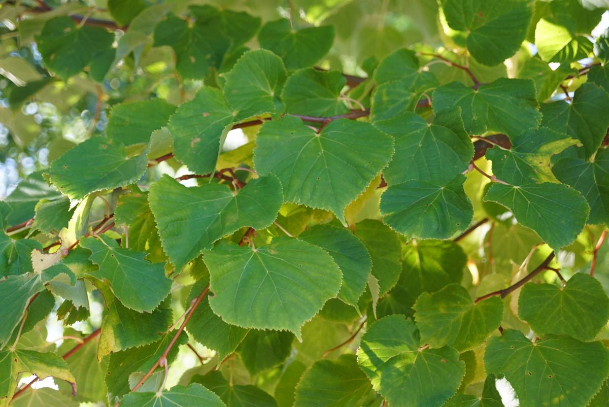Tilia cordata 'Winter Orange' op stam