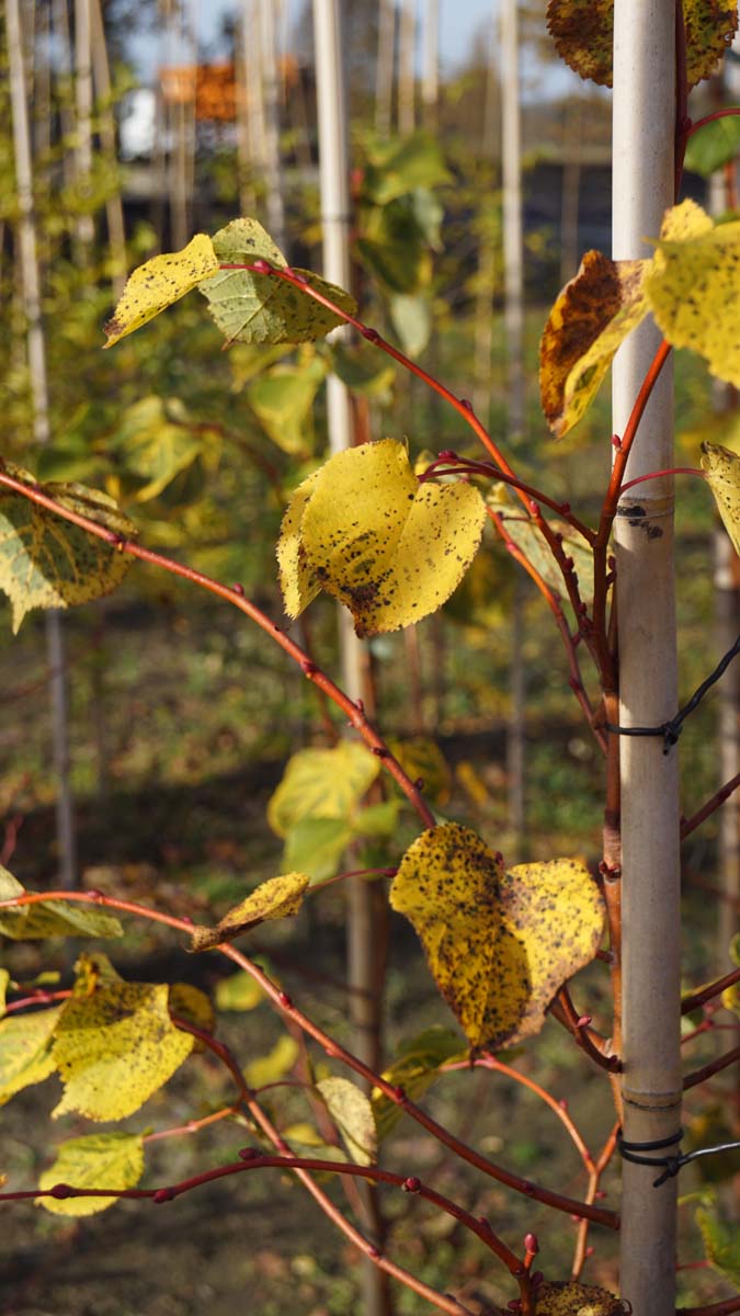 Tilia cordata 'Winter Orange' Tuinplanten