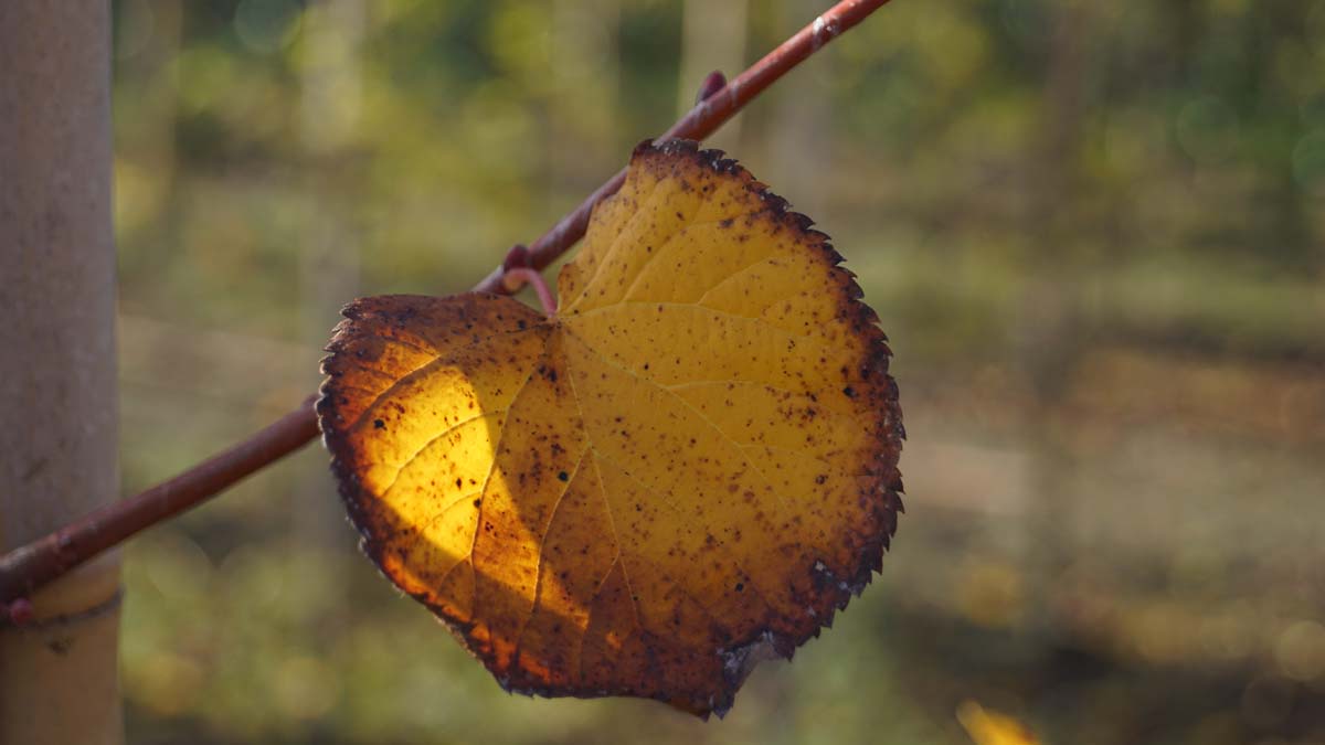 Tilia cordata 'Winter Orange' meerstammig / struik