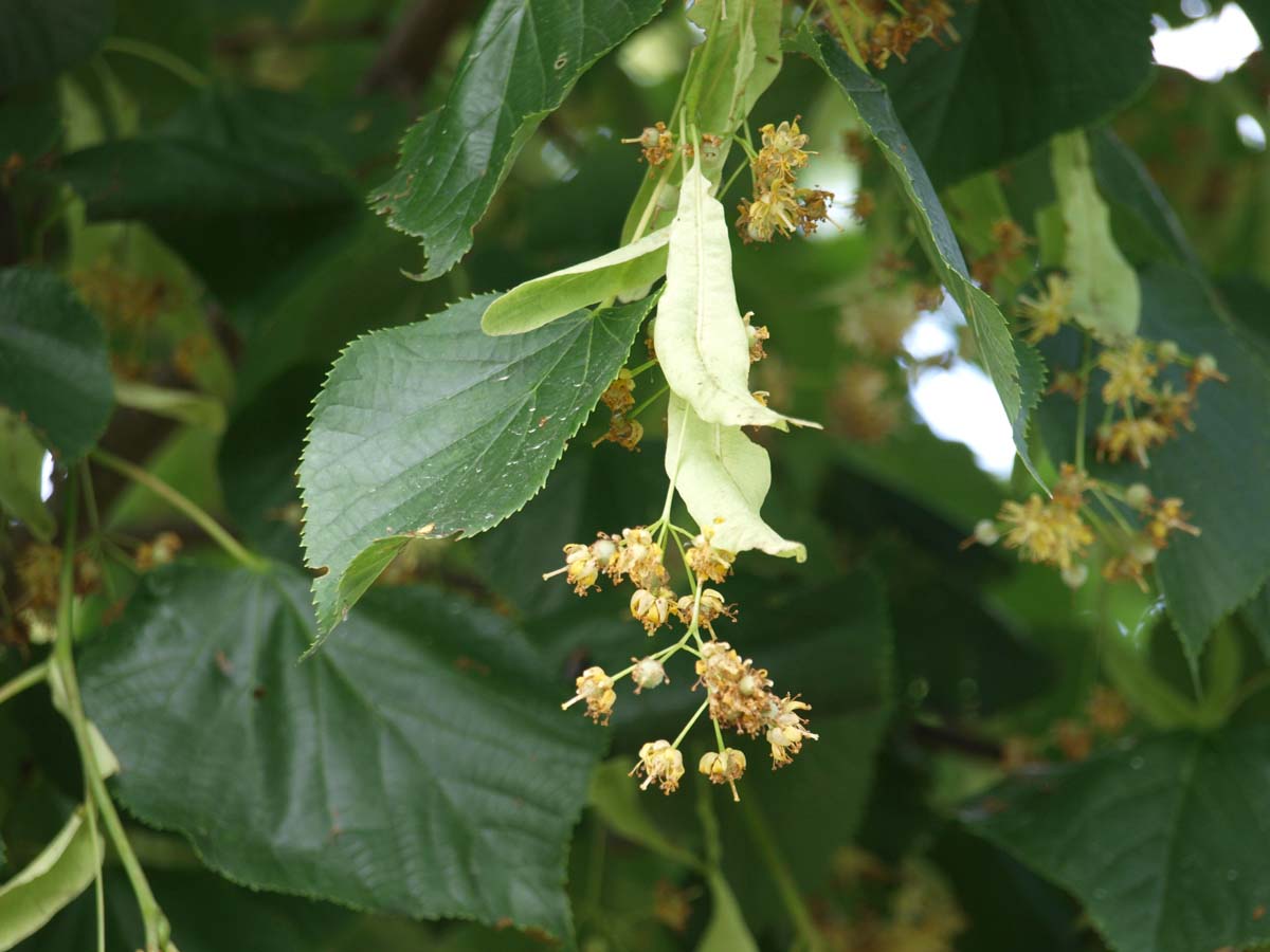 Tilia europaea 'Pallida' meerstammig / struik