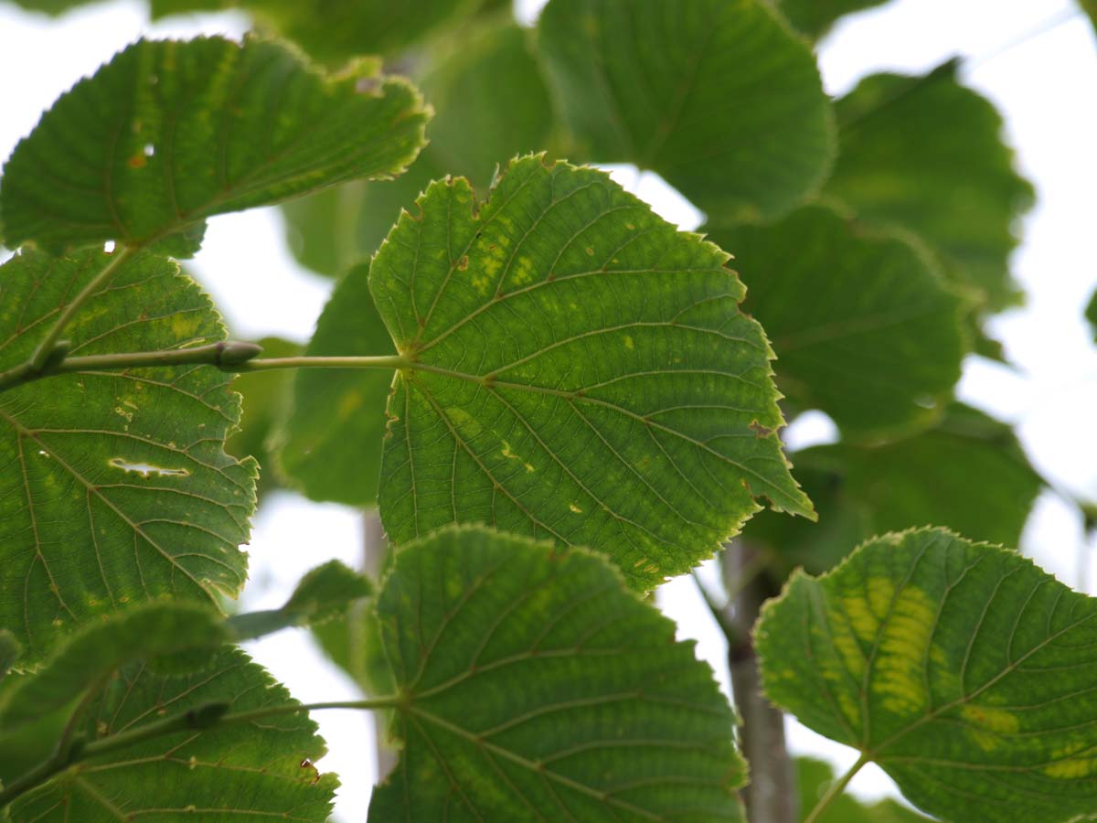 Tilia europaea 'Zwarte Linde' op stam blad
