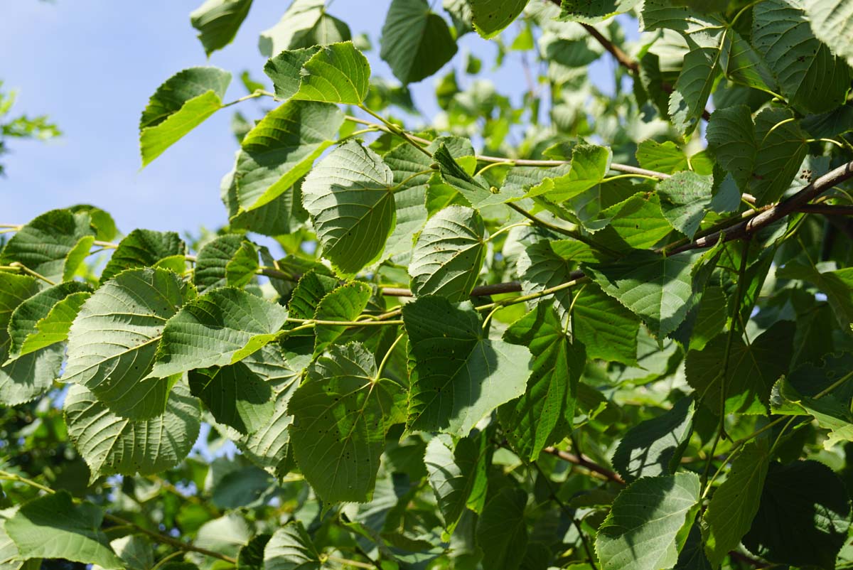 Tilia europaea 'Zwarte Linde' op stam blad