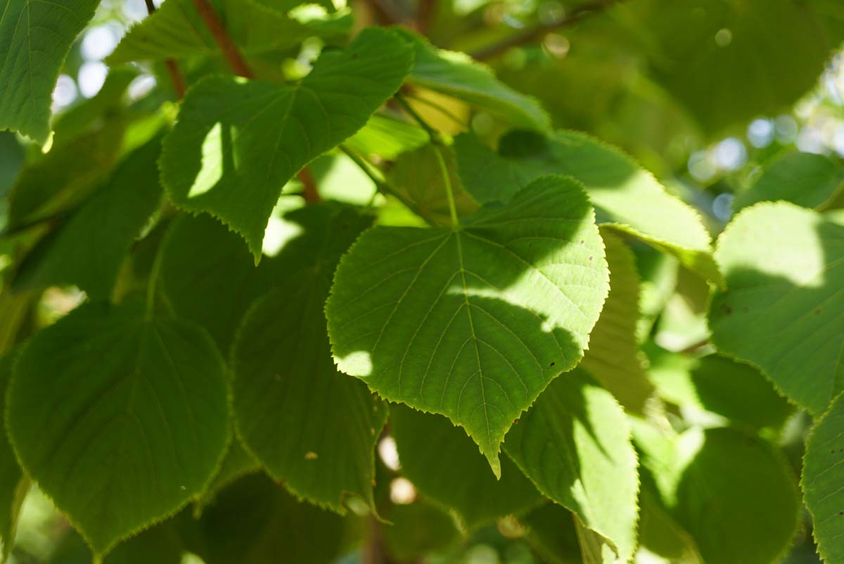Tilia europaea 'Zwarte Linde' op stam blad