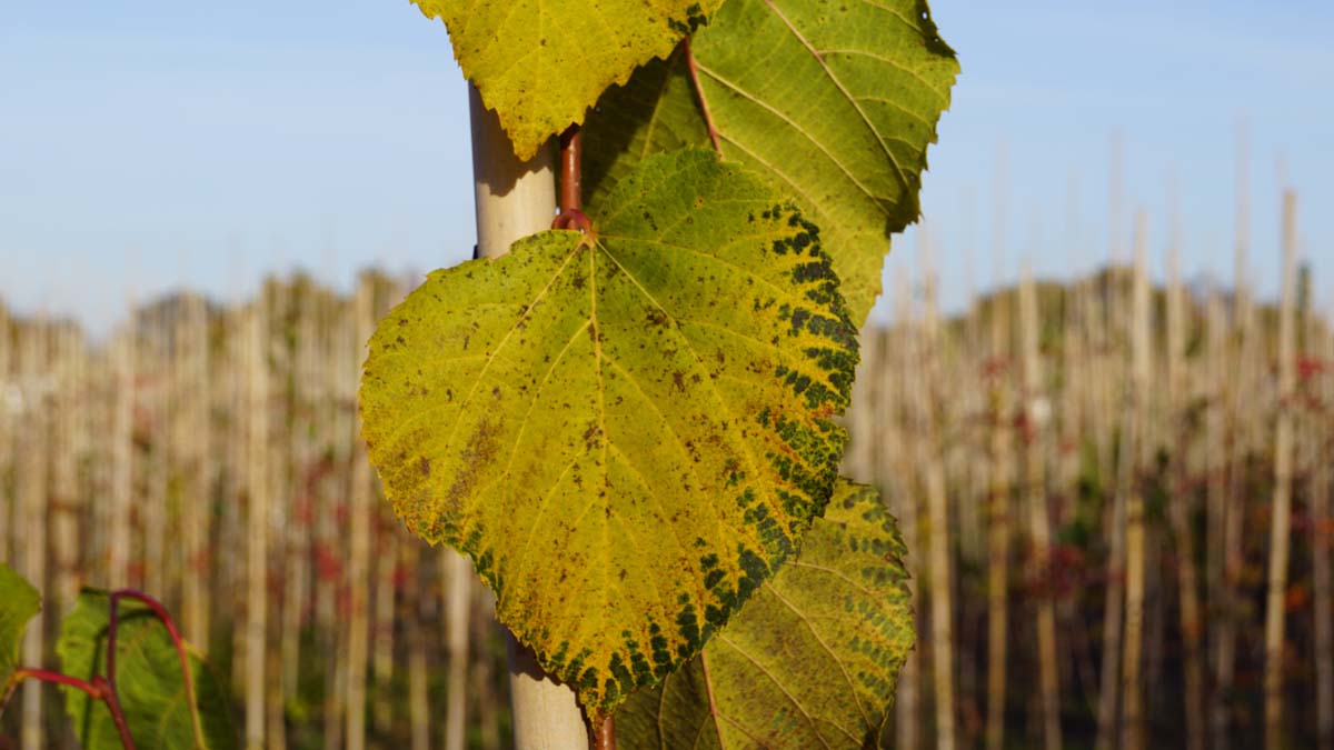 Tilia flavescens 'Glenleven' dakboom herfstkleur