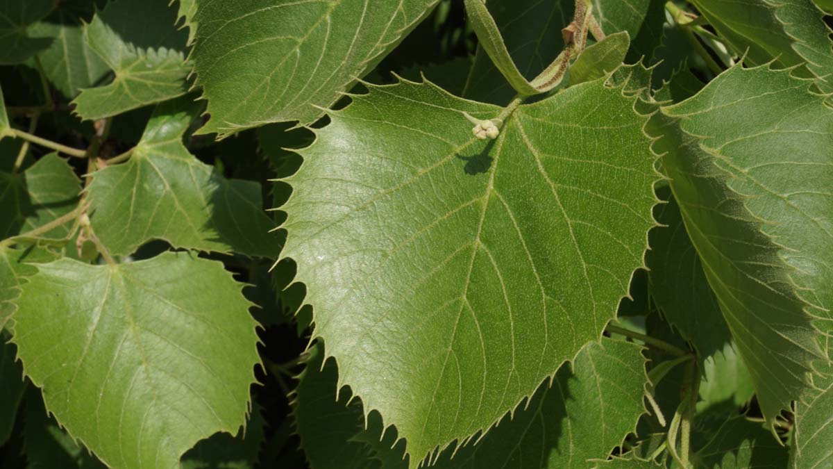 Tilia henryana Tuinplanten blad