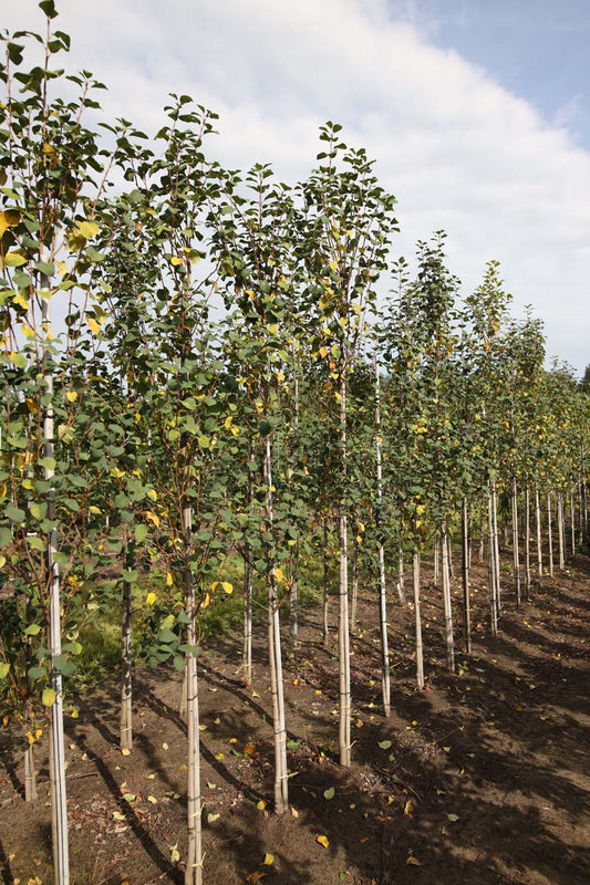 Amelanchier canadensis 'Glennform' op stam op stam