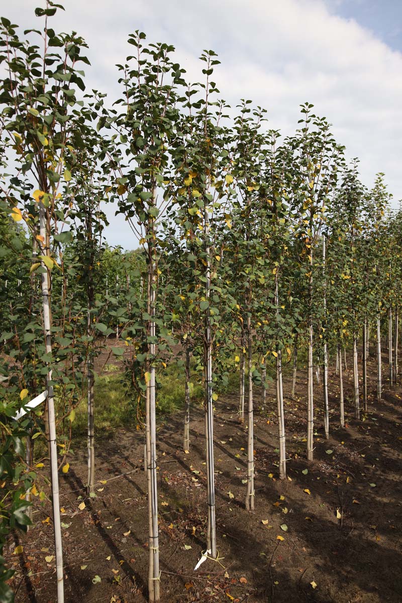 Amelanchier canadensis 'Glennform' op stam op stam