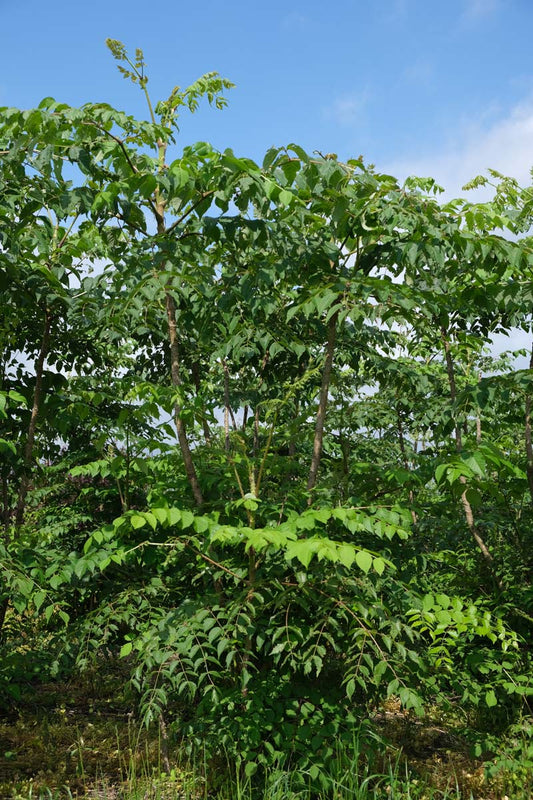 Aralia elata meerstammig / struik struik