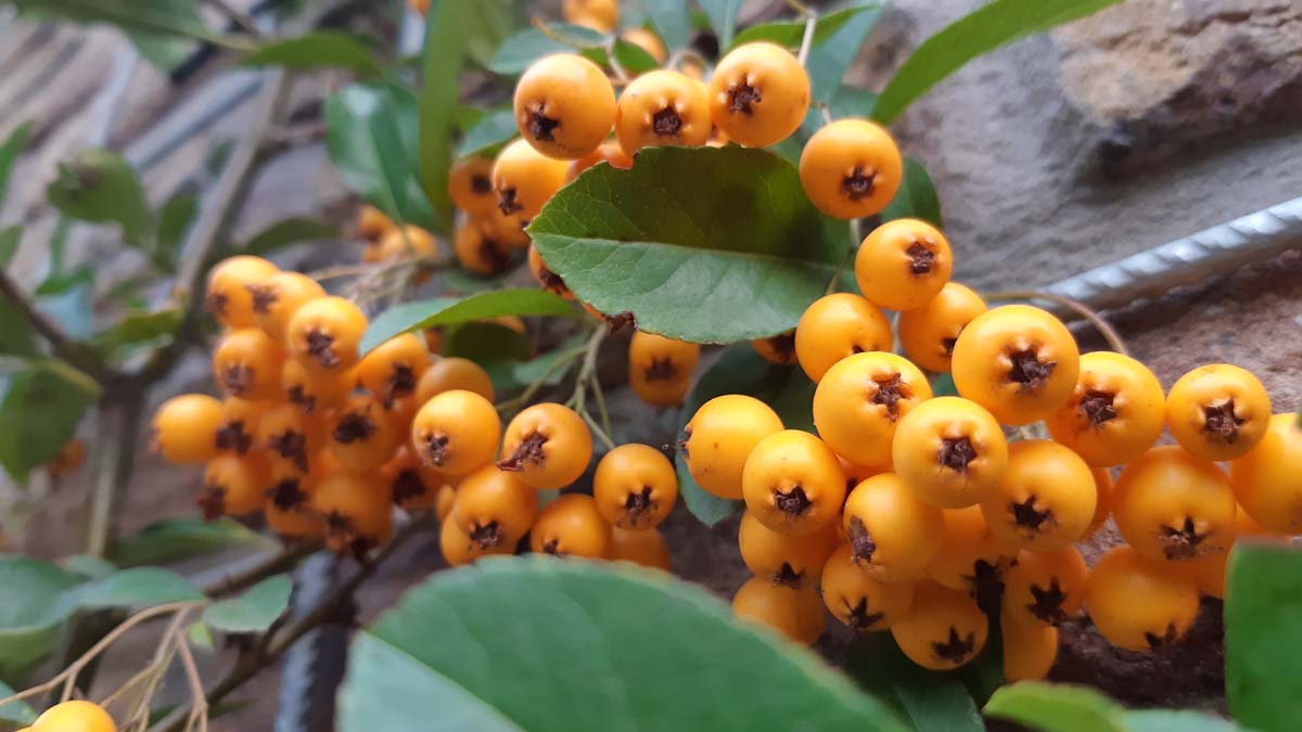 Pyracantha 'Soleil d'Or' meerstammig / struik