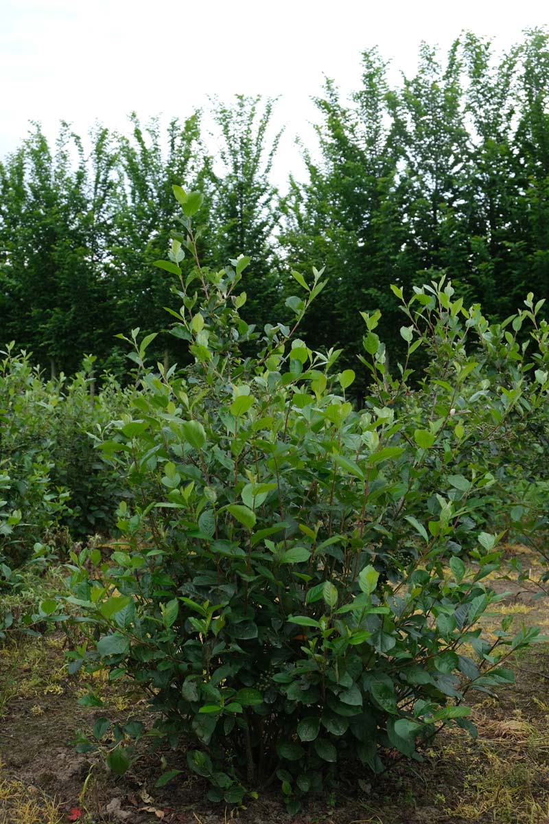 Aronia melanocarpa meerstammig / struik struik