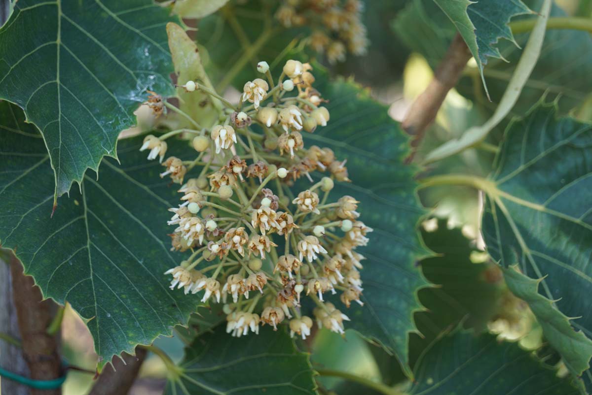 Tilia henryana Tuinplanten bloem