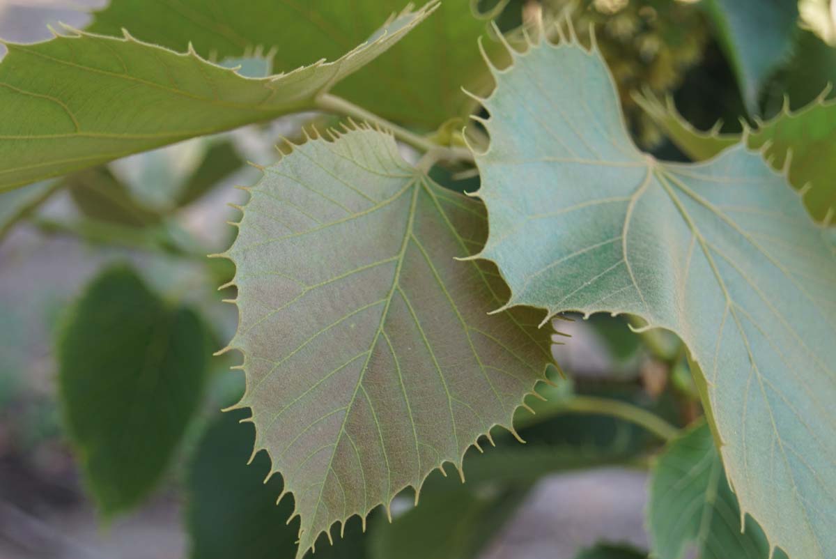 Tilia henryana Tuinplanten blad