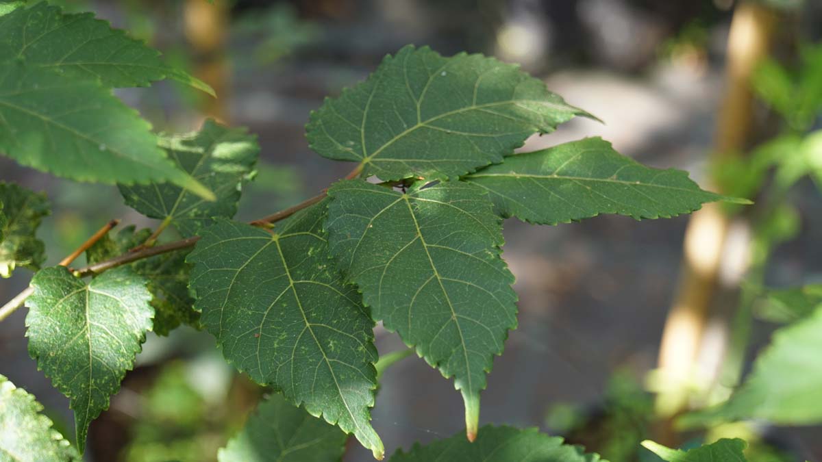 Tilia kiusiana Tuinplanten