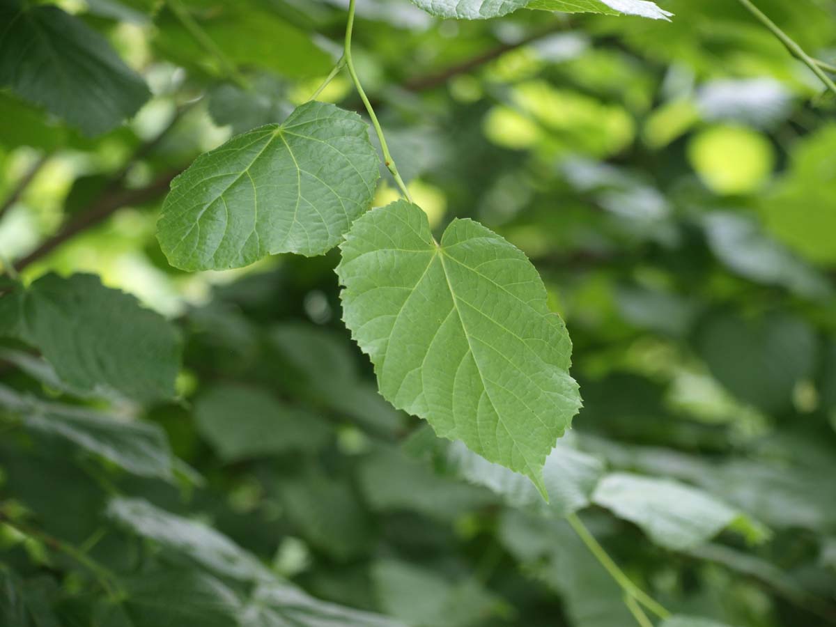 Tilia platyphyllos Tuinplanten blad