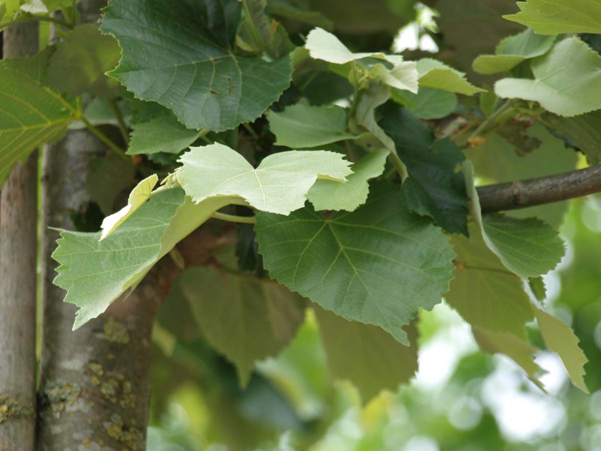 Tilia tomentosa 'Doornik' Tuinplanten