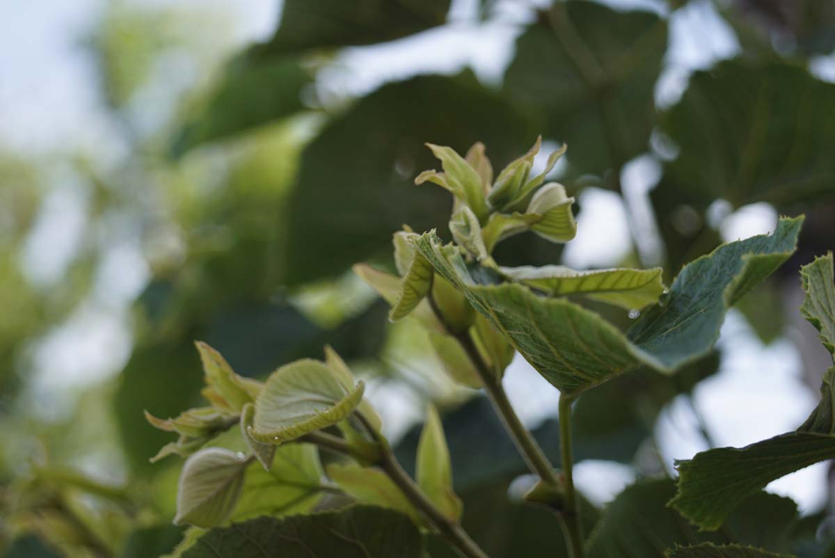 Tilia tomentosa 'Varsaviensis' op stam blad