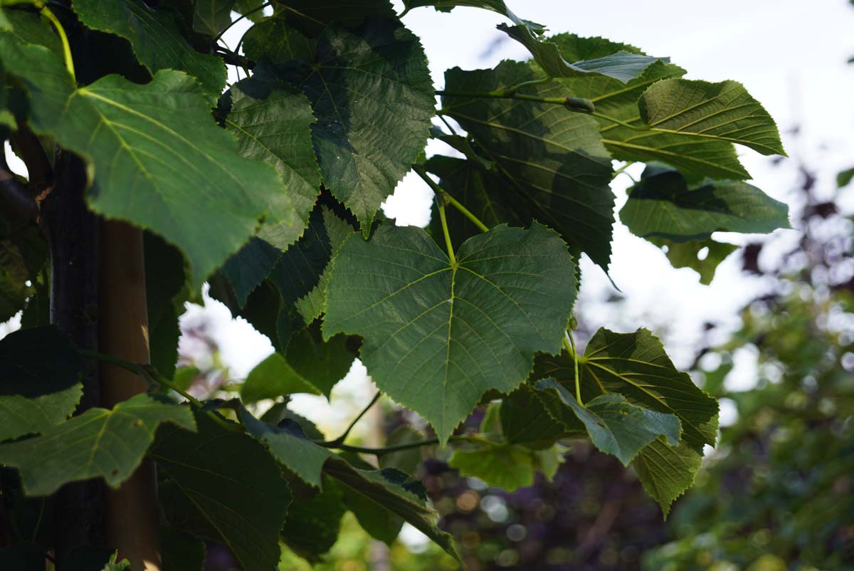 Tilia tomentosa 'Varsaviensis' op stam blad