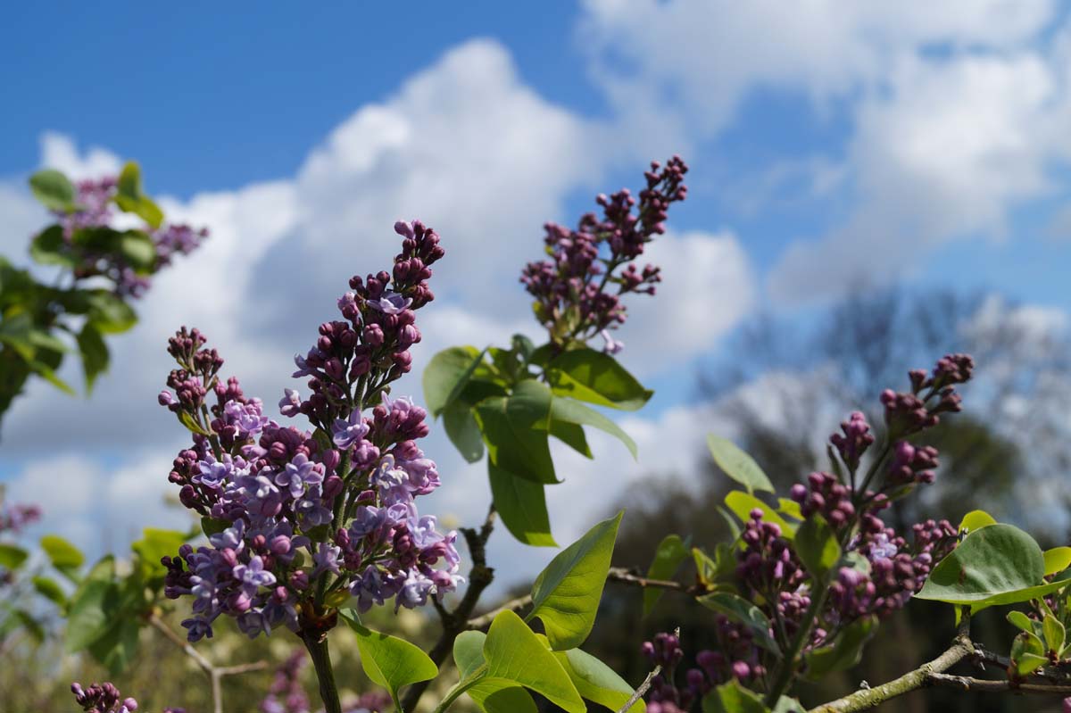 Syringa vulgaris 'Decaisne' Tuinplanten