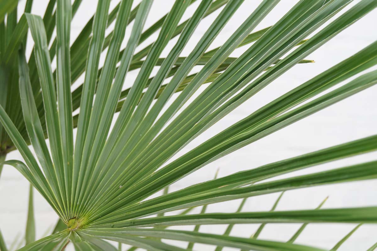 Trachycarpus fortunei meerstammig / struik blad