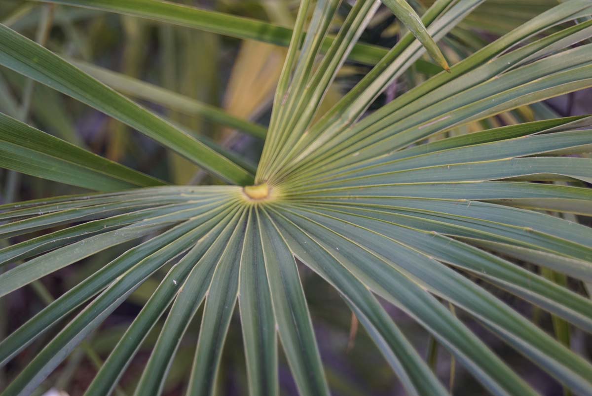 Trachycarpus fortunei Tuinplanten blad