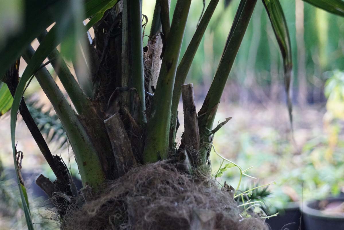 Trachycarpus fortunei op stam blad