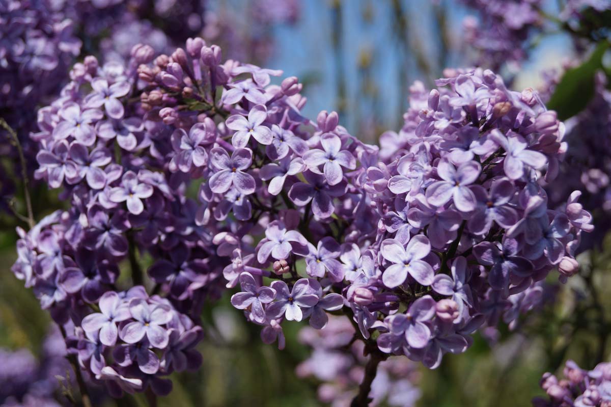 Syringa vulgaris 'G.J. Baardse' op stam bloem