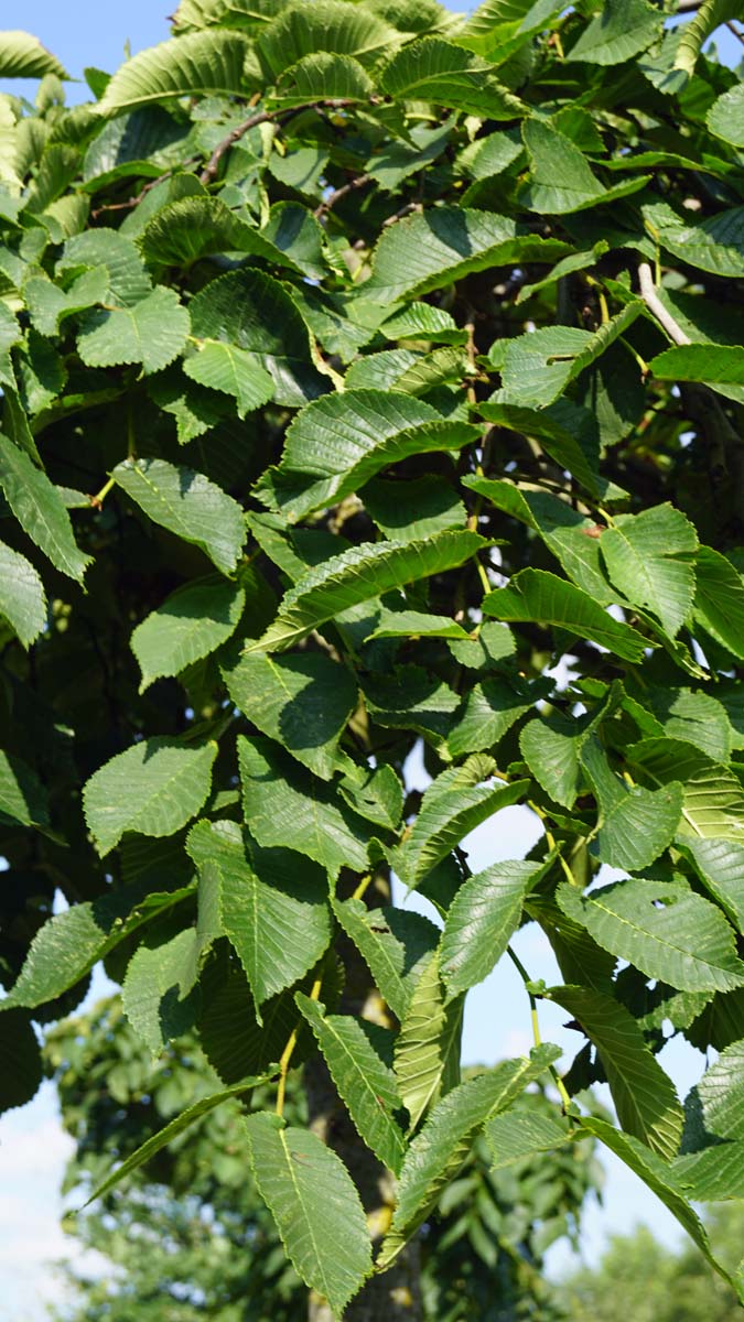 Ulmus 'Camperdownii' op stam