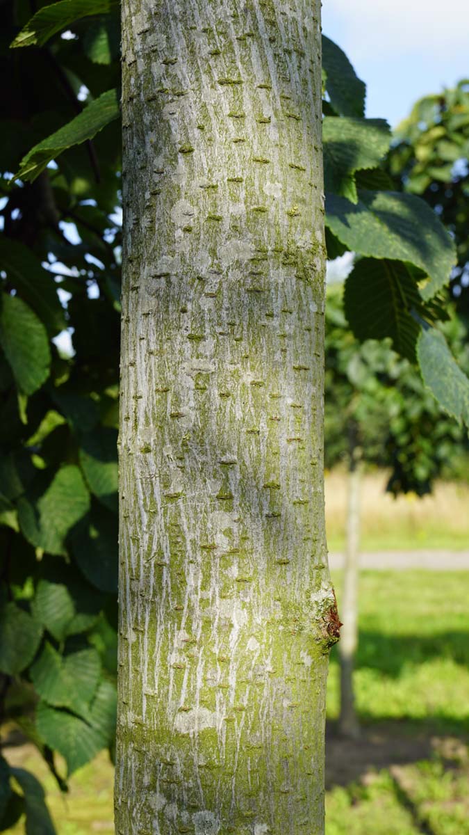 Ulmus 'Camperdownii' op stam