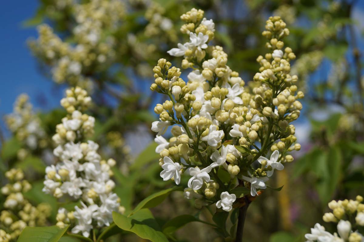 Syringa vulgaris 'Jeanne d'Arc' meerstammig / struik