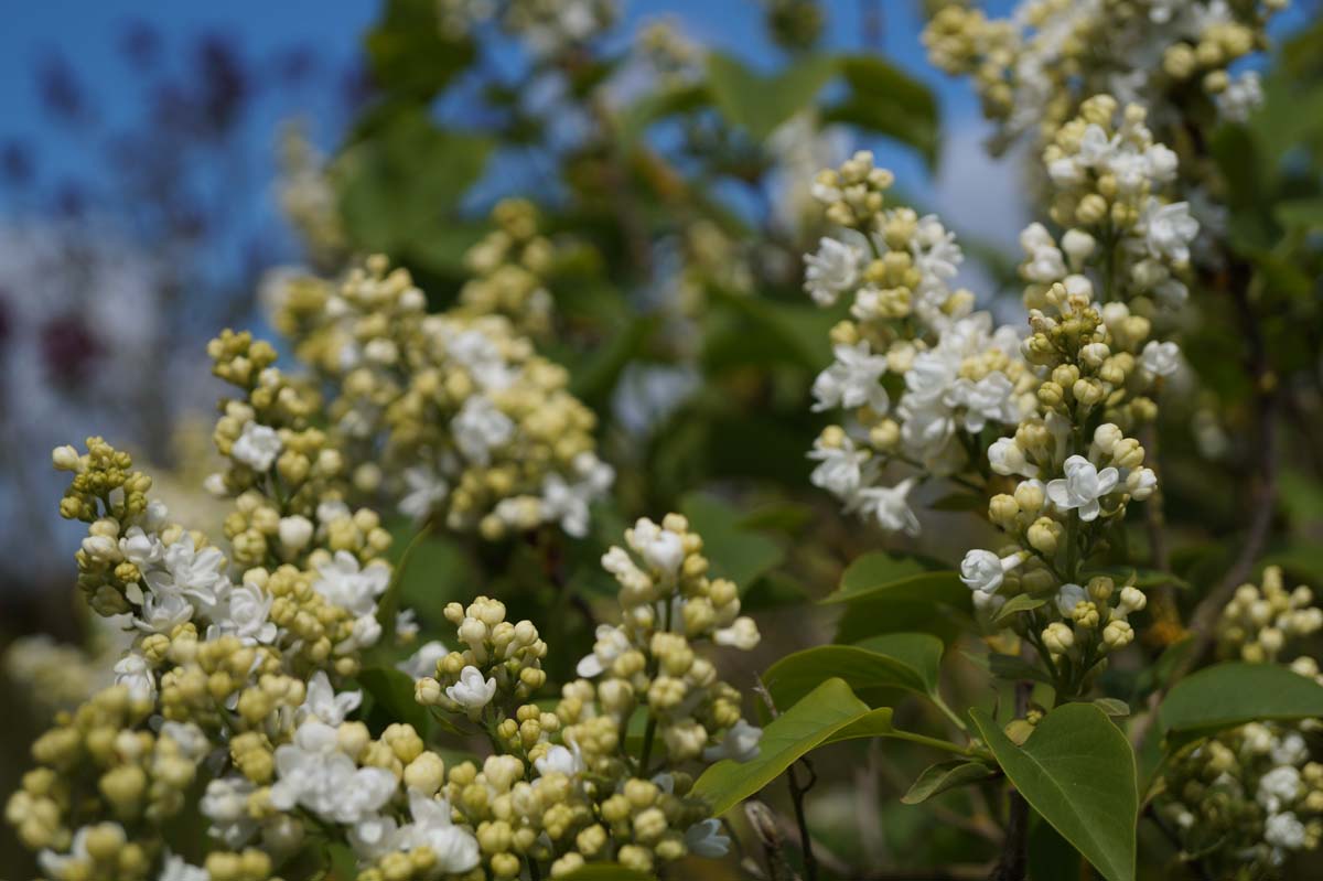 Syringa vulgaris 'Jeanne d'Arc' meerstammig / struik